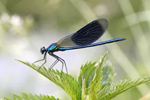 Images Dated 7th June 2014: Banded Demoiselle or Banded Agrion -Calopteryx splendens-, male on a leaf, Huhnermoor nature reserve