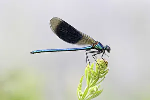 Images Dated 7th June 2014: Banded Demoiselle or Banded Agrion -Calopteryx splendens- male on a blade of grass