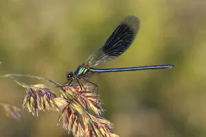 Images Dated 6th June 2014: Banded Demoiselle or Banded Agrion -Calopteryx splendens- on a blade of grass