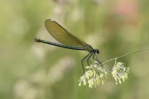 Banded Demoiselle or Banded Agrion -Calopteryx splendens-, female on a blade of grass, Huhnermoor nature reserve, North Rhine-Westphalia, Germany