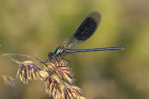 Spot Prints: Banded Demoiselle or Banded Agrion -Calopteryx splendens- on a blade of grass