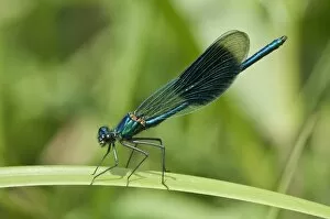 Images Dated 7th July 2013: Banded Demoiselle -Calopteryx splendens-, Untergroningen, Abtsgmuend, Baden-Wurttemberg, Germany