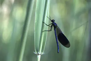 Odonate Prints: Banded Demoiselle -Calopteryx splendens
