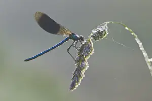 Gramineae Prints: Banded demoiselle (Calopteryx splendens), male