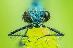 Extreme Close Up Gallery: Banded demoiselle (Calopteryx splendens), male, animal portrait, frontal view, Hesse