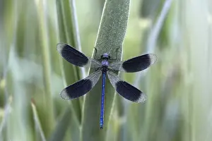 Banded Demoiselle -Calopteryx splendens- in the morning dew, male, Ummendorfer Ried Nature Reserve, Ummendorf, Upper Swabia, Baden-Wurttemberg, Germany