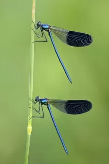 Images Dated 6th June 2009: Banded Demoiselles -Calopteryx splendens-, two males, Bulgaria