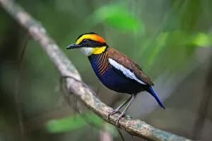Images Dated 17th May 2016: Banded Pitta