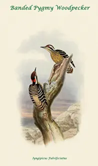 Beaks Prints: Banded Pygmy Woodpecker