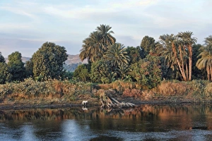 Palmaceae Gallery: Bank of the Nile, Egypt, Africa