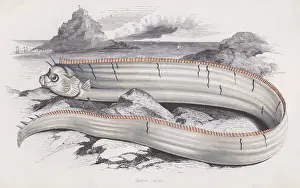 Banks Oarfish