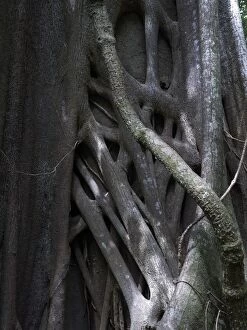 Banyan or Bengal Fig -Ficus benghalensis-, strangler fig, Las Pailas, Ricon de la Vieja National Park
