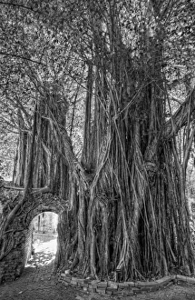 Images Dated 21st November 2012: Banyan tree
