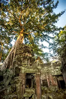 Asian Prints: A banyan tree overtakes a building at the Ta Prohm temple in the Angkor Wat Complex located in Cambodia