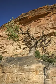 Mali Prints: Baoba tree underneath the Bandiagara Escarpment