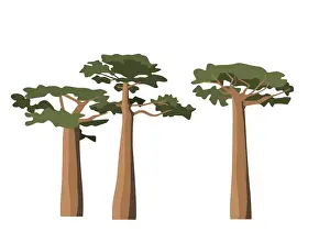 Baobab