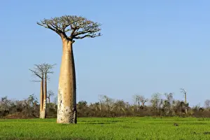 Down Prints: Baobab (Adansonia grandidieri), standing in the rice field, Morondava, Madagascar, Africa
