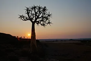 Images Dated 29th August 2010: baobab, beauty in nature, horizon over land, horizontal, idyllic, landscape, moody sky