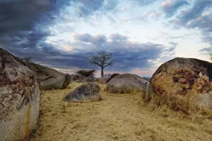 Solitude Gallery: Baobab, Ruaha National Park, Tanzania
