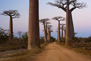 Images Dated 18th September 2006: Baobab trees, Madagascar