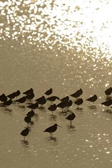 Dutch Gallery: Bar-tailed Godwit -Limosa lapponica-, backlit standing in the water, Texel, The Netherlands, Europe