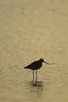 Dutch Gallery: Bar-tailed Godwit -Limosa lapponica-, backlit, standing in water, Texel, The Netherlands, Europe