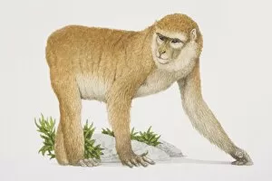 Barbary Ape (macaca sylvanus) on all fours, side view