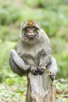 Tree Stump Gallery: Barbary Macaque -Macaca sylvanus-, adult sitting on a tree stump, native to Morocco, captive