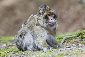 Images Dated 13th August 2014: Barbary Macaque -Macaca sylvanus-, adult female with young, captive, Rhineland-Palatinate, Germany