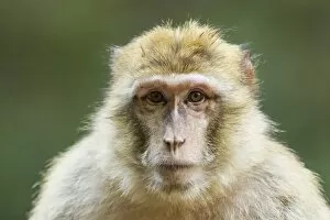 Images Dated 23rd July 2014: Barbary Macaque -Macaca sylvanus-, adult, captive