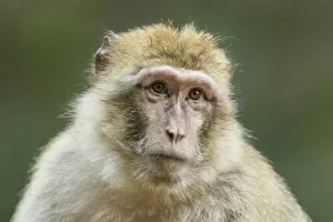 Old World Monkey Gallery: Barbary Macaque -Macaca sylvanus-, adult, captive
