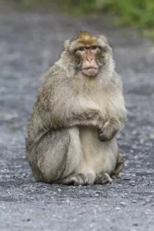 Images Dated 13th August 2014: Barbary Macaque -Macaca sylvanus-, adult, captive