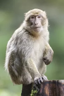Images Dated 11th August 2014: Barbary Macaque -Macaca sylvanus-, adult, captive