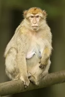 Images Dated 11th August 2014: Barbary Macaque -Macaca sylvanus-, adult, captive