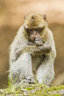 Images Dated 13th August 2014: Barbary Macaque -Macaca sylvanus-, adult, captive, Rhineland-Palatinate, Germany