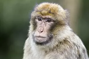 Images Dated 13th August 2014: Barbary Macaque -Macaca sylvanus-, adult, captive, Rhineland-Palatinate, Germany
