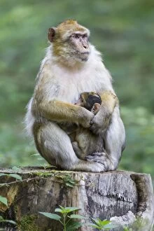 Tree Stump Gallery: Barbary Macaque -Macaca sylvanus- adult female with young, 12 weeks, native to Morocco, captive