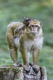 Images Dated 5th September 2014: Barbary Macaque -Macaca sylvanus- adult female with young, 12 weeks, native to Morocco, captive