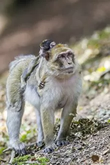 Images Dated 5th September 2014: Barbary Macaque -Macaca sylvanus- adult female with young, 12 weeks, native to Morocco, captive