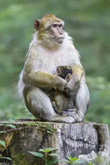 Physical Contact Prints: Barbary Macaque -Macaca sylvanus- adult female with young