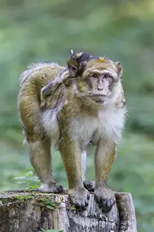 Physical Contact Prints: Barbary Macaque -Macaca sylvanus- adult female with young