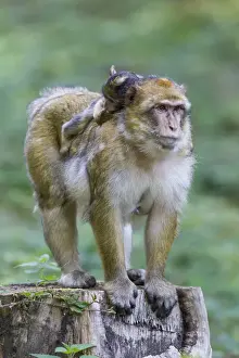 Physical Contact Prints: Barbary Macaque -Macaca sylvanus- adult female with young