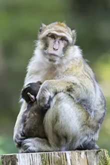 Physical Contact Prints: Barbary Macaque -Macaca sylvanus- adult female with young