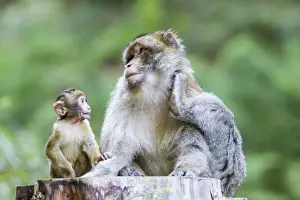 Scratching Prints: Barbary Macaque -Macaca sylvanus- adult female with young