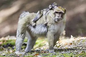 Physical Contact Prints: Barbary Macaque -Macaca sylvanus- adult female with young