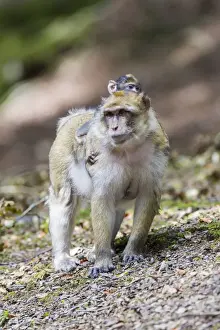 Physical Contact Prints: Barbary Macaque -Macaca sylvanus- adult female with young