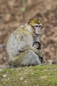 Old World Monkey Gallery: Barbary Macaque -Macaca sylvanus-, adult with young, captive