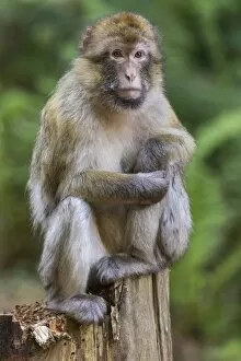 Old World Monkey Gallery: Barbary Macaque -Macaca sylvanus-, captive