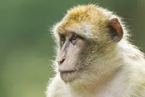 Images Dated 13th August 2014: Barbary Macaque -Macaca sylvanus-, captive