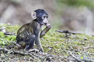 Old World Monkey Gallery: Barbary Macaque -Macaca sylvanus-, infant, captive